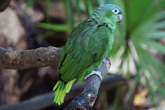 Amazona farinosa - Mülleramazone (Nominatform)